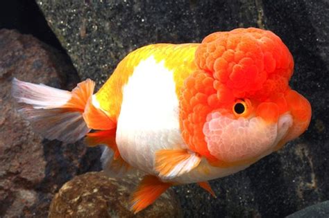 Red & White Lionhead Ranchu Goldfish REGULAR - Bluegrassaquatics.com | Lionhead goldfish, Pet ...