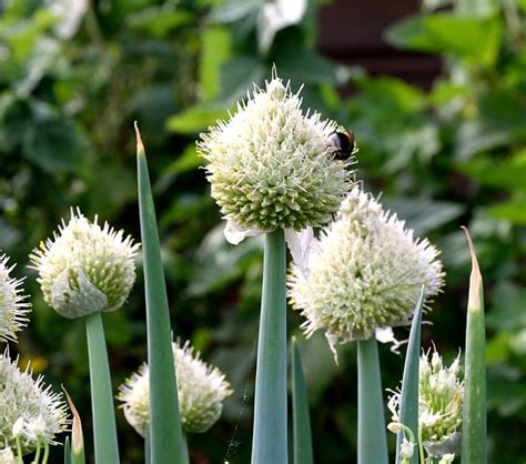 Growing Onions Indoors - You Don't Need a Lot of Space to Grow Onions!