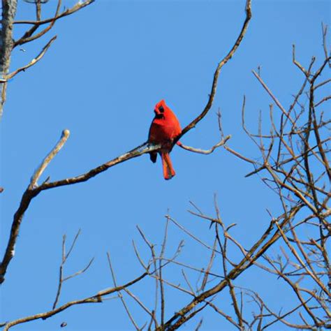 Male Cardinal - A Stunning Bird with Unique Characteristics