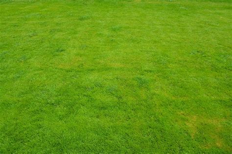 Lawn Grass Green · Free photo on Pixabay