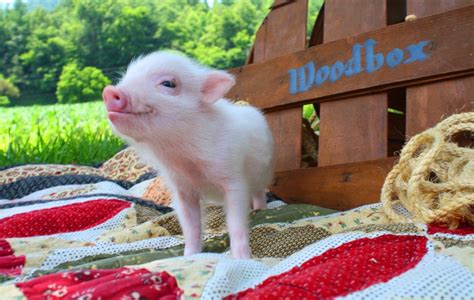 15 Piglets That Are Even Cuter Than Kittens