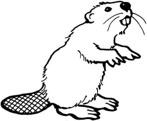 beaver clipart outline 20 free Cliparts | Download images on Clipground 2024