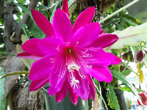 The Epiphyllum Garden: 'Afghan'