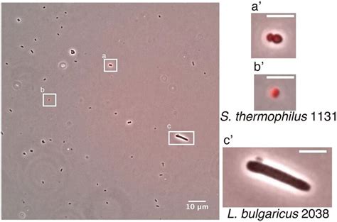 Detection of the S. thermophilus pflA mRNA from a mixed culture of ...