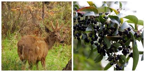 Flora y fauna de Río Negro