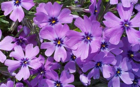 Purple Phlox Flowers