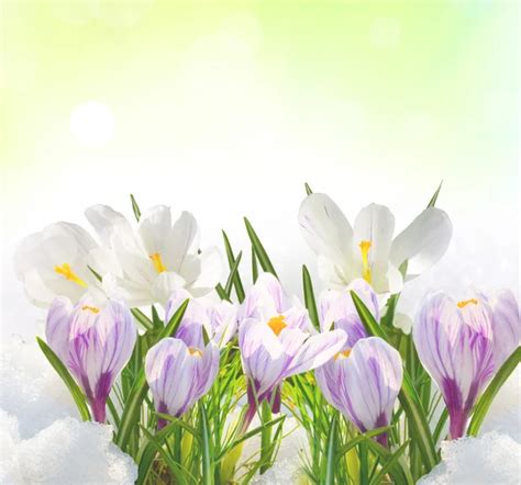 Spring flowers background Stock Photo by ©nkcm 5902286