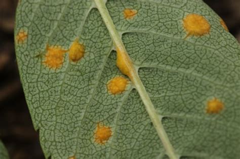 Rust Spots On Leaves - Causes, Treatment And Prevention - Smart Garden Guide