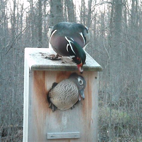 Wood Duck Nesting Box full door | Etsy