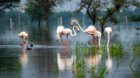 Greater flamingo at Keoladeo National Park or Bharatpur Bird Sanctuary, Rajasthan, India ...