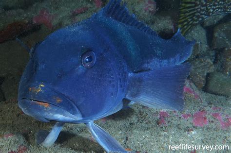 Parapercis colias - Blue Cod | ReefLifeSurvey.com