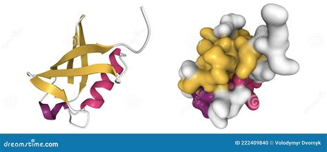 Structure of Human Ubiquitin Stock Illustration - Illustration of color, model: 222409840