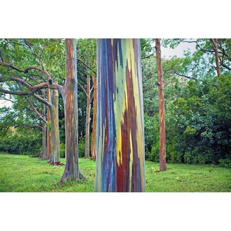 Rainbow Eucalyptus seeds (Eucalyptus deglupta) - Price €1.95