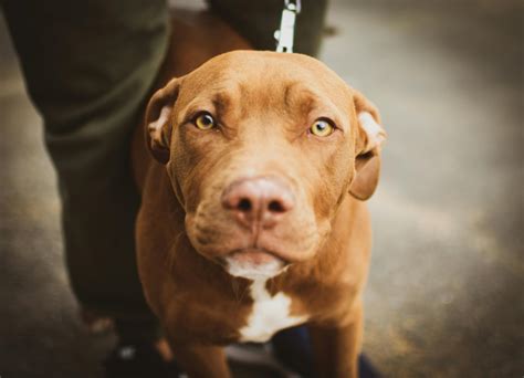 Short Haired Brown Dog · Free Stock Photo