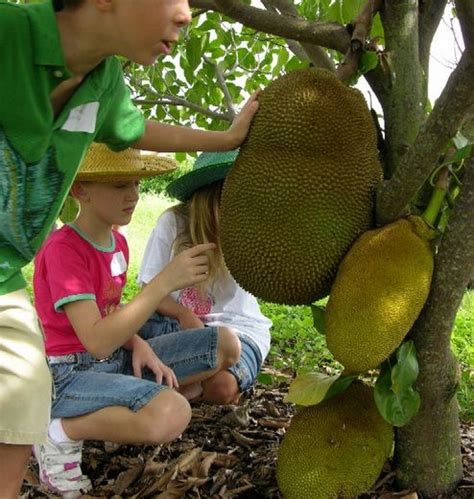 Tanaman Nangka Mini (Dwarf Jackfruit) | Tanaman, Buah, Taman buah