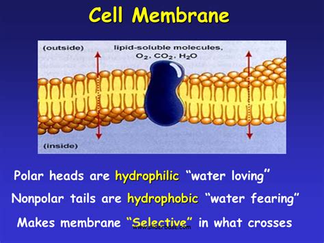 Cytolysis & Plasmolysis