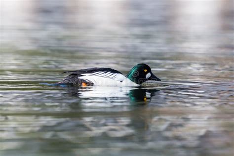 Male Goldeneye stock photo. Image of north, ducks, environment - 53238208