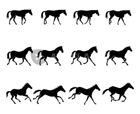 Horse Gait Patterns