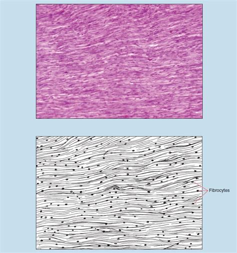 Elastic Connective Tissue Histology