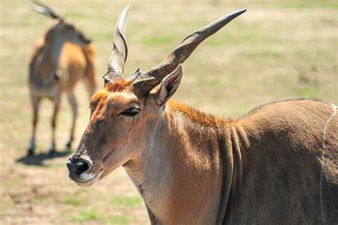 Spiral-horned Antelope | San Diego Zoo Animals & Plants