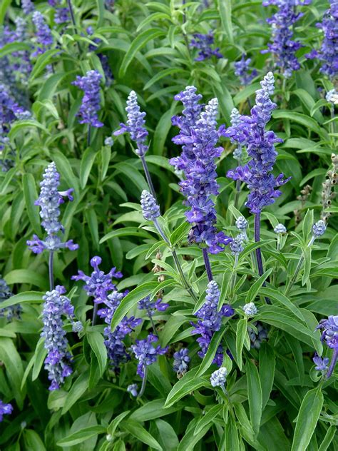 Blue salvia 'Signum' | Garden Housecalls