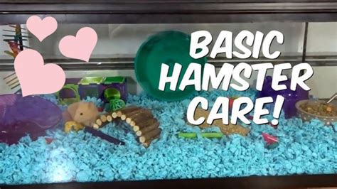 FIRST TIME HAMSTER OWNER TIPS! - Pet Site - How to care for your pet