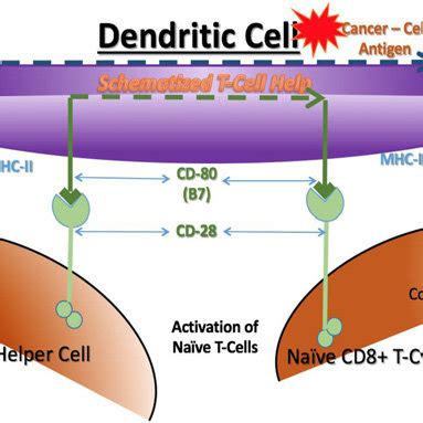 Activation of cytotoxic T cells. Cytotoxic T cells can only be... | Download Scientific Diagram