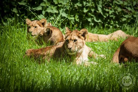 Longleat Safari Park | Animal Photography