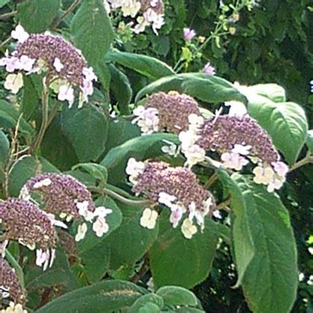 Hydrangea aspera 'Macrophylla'