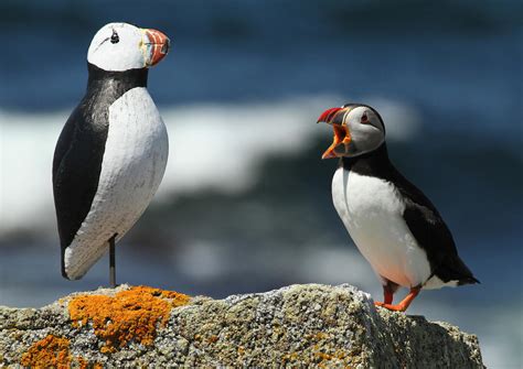 Atlantic Puffin Courtship Behavior and Decoys | Audubon Project Puffin