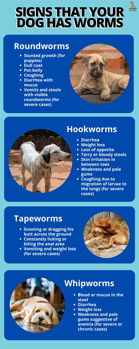 All About Canine Worms And How To Deworm A Dog Properly | Bark For More