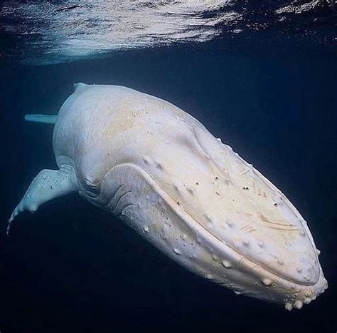 a large white whale swimming in the ocean