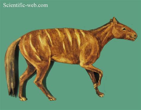 Mesohippus