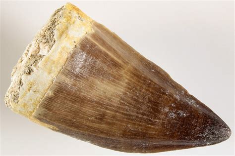 1.8" Fossil Mosasaur (Prognathodon) Tooth - Morocco (#200999) For Sale - FossilEra.com