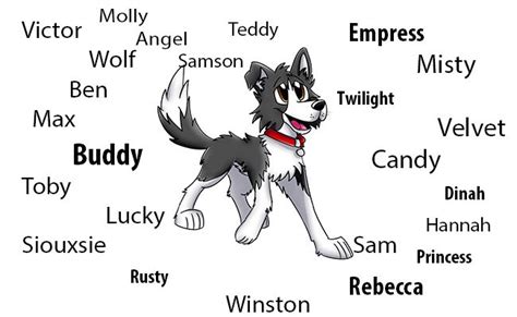 Border Collie Puppies - All Facts On The Energetic Dog - Petmoo