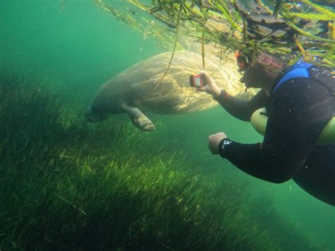 Manatee Snorkeling Benefits to the Florida Manatee and community