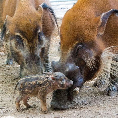 PHOTOS: Baby Red River Hog Born at Disney's Animal Kingdom Lodge - WDW News Today