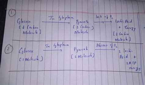 Perfect Word Equation For Anaerobic Respiration In Muscle Cells All The ...