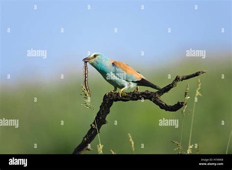 European Roller (Coracias garrulus) with centipede prey, Bulgaria Stock Photo - Alamy