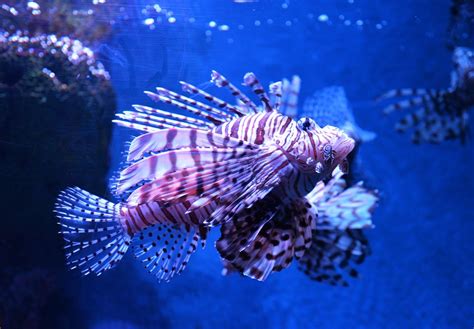 10 Compatible Lionfish Tank Mates (Species Guide) - Build Your Aquarium