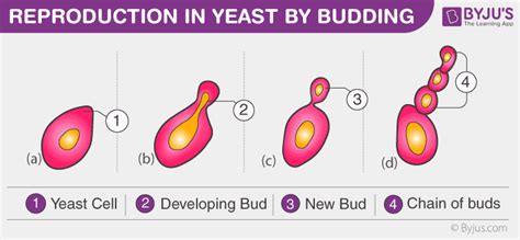 Budding - An Overview of Budding in Hydra and Yeast cells