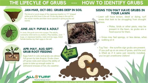 White Grubs: Damaging Insects in Lawns | All Turf Lawn Care