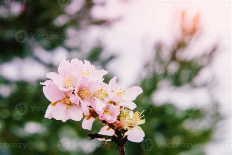 pink apple blossom 7029885 Stock Photo at Vecteezy