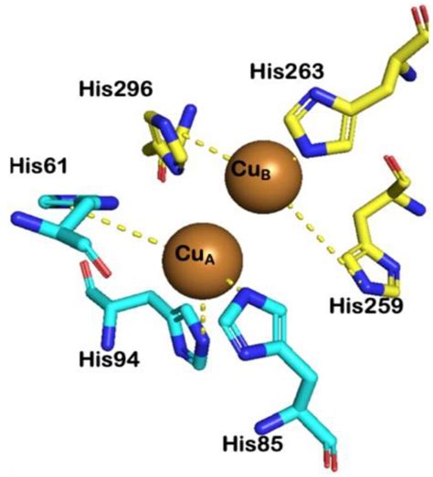 Molecules | Free Full-Text | Tyrosinase Inhibitors: A Perspective