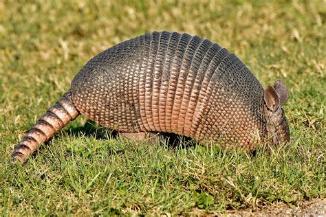 Nine-Banded Armadillo