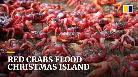 Christmas Island Crab Migration 2024 - Tommi Gratiana