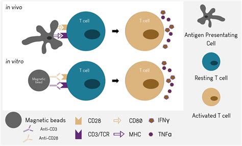 T cell activation - Antineo