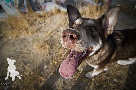 25 Animals Close-Up With A Wide-Angle Lens