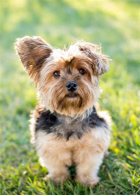 Toy Dog Breeds – Which Tiny Pup Should You Bring Home? | Toy dog breeds, Yorkie terrier ...