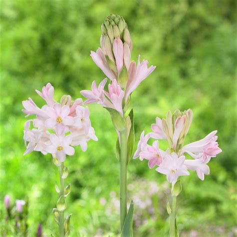 Tuberose (Pink) Sensation | Fragrant Pink Tuberose Single Form Bulb – Easy To Grow Bulbs